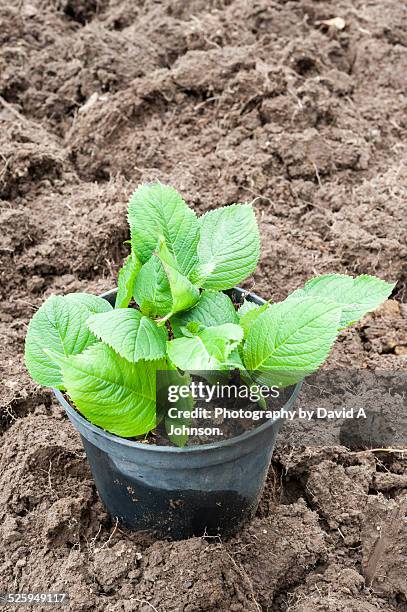 hydrangea cuttings-plant cultivation - ent stockfoto's en -beelden