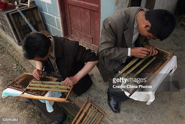 Beekeepers put royal jelly into an artificial comb to attract new bees at an apiary on April 6, 2005 in Chengdu of Sichuan Province, China. China is...
