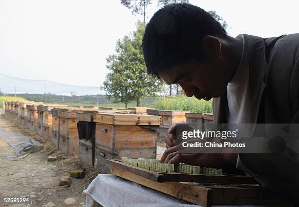 Beekeeper puts royal jelly into an artificial comb to attract new bees at an apiary on April 6, 2005 in Chengdu of Sichuan Province, China. China is...
