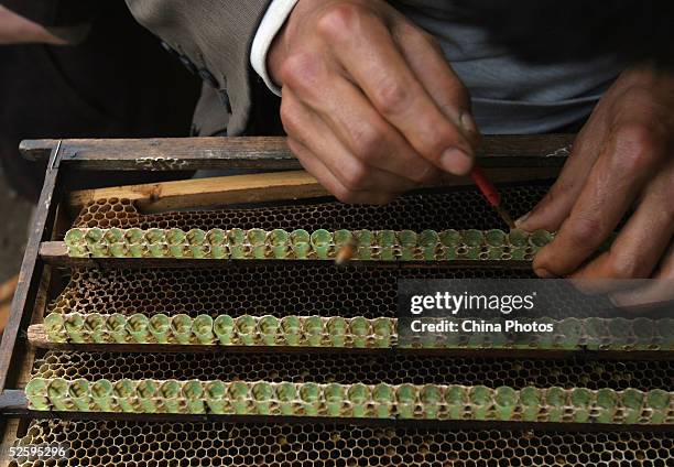 Beekeeper puts royal jelly into an artificial comb to attract new bees at an apiary on April 6, 2005 in Chengdu of Sichuan Province, China. China is...