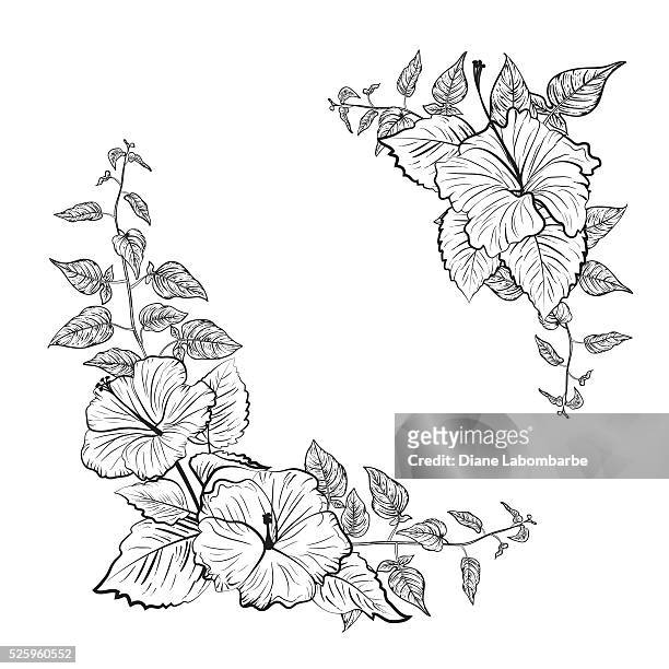 schwarz-weiß tropischen hibiskus blumen-rahmen - hibiscus stock-grafiken, -clipart, -cartoons und -symbole