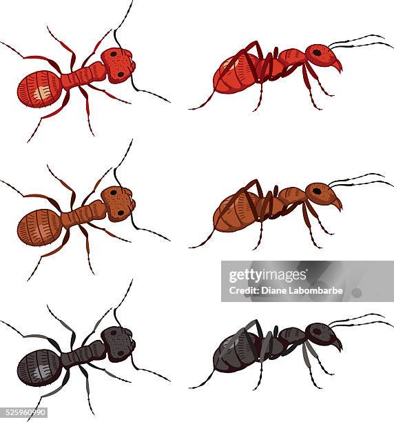 ein satz von niedlich comic ameisen - ameisen stock-grafiken, -clipart, -cartoons und -symbole