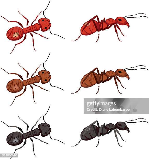 set of cute cartoon ants - ants stock illustrations