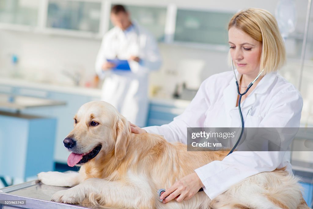 Veterinarian Examining a Dog