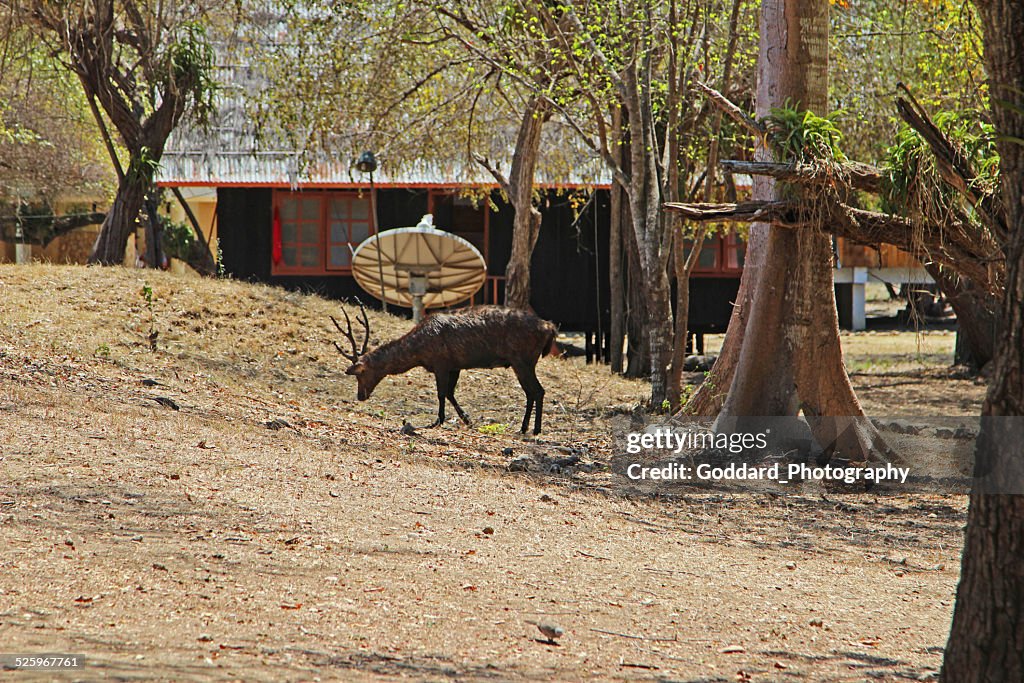 Indonesia: Timor Rusa Deer on Rinca Island
