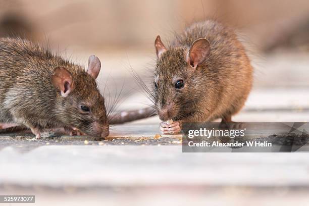 rat eating - knaagdier stockfoto's en -beelden