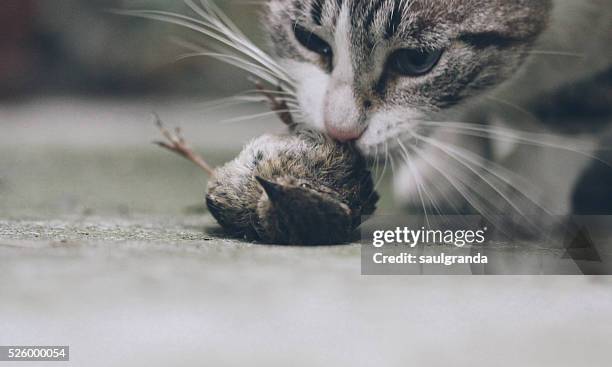 cat eating a bird - cat family stock pictures, royalty-free photos & images