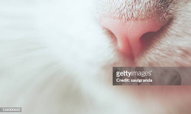 close-up of snout cat - animal nose stock pictures, royalty-free photos & images