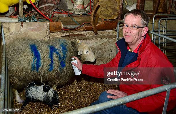 Farmer Colin Gibson sprays the word IN on a 2 year old Heardwick ewe whod just lambed for the first time, The word IN is the slogan for Northern...