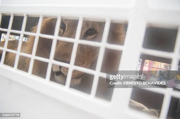 African lions born in captivity in Peru are embarked for Johannesburg, South Africa, in Lima on April 29, 2016. 33 lions, 24 from circuses in Peru...
