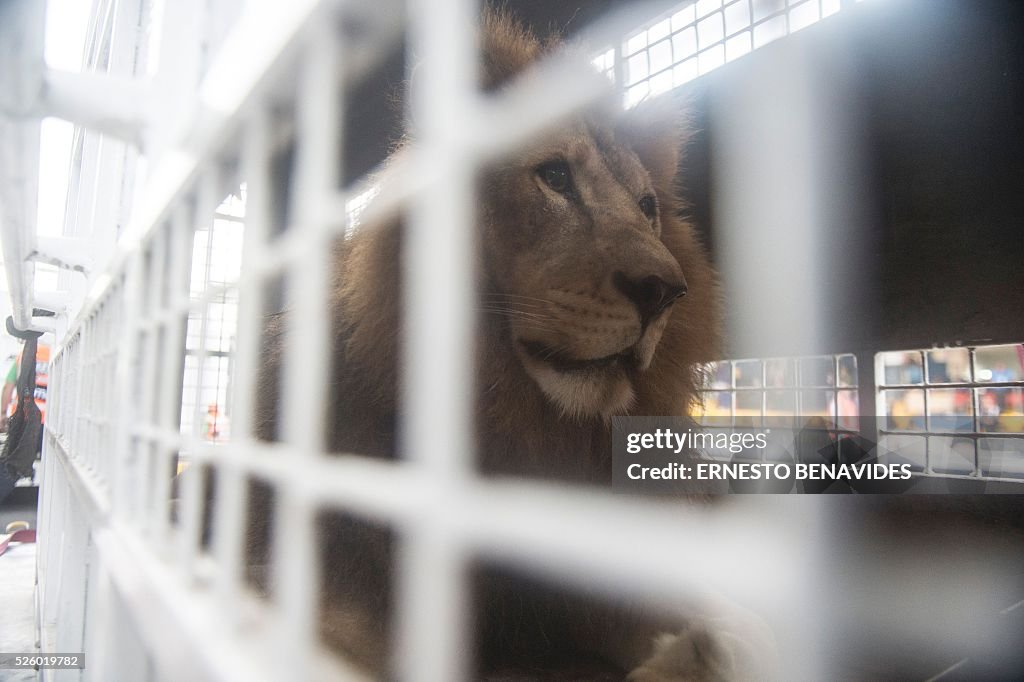 PERU-SOUTH AFRICA-LIONS-RETURNED