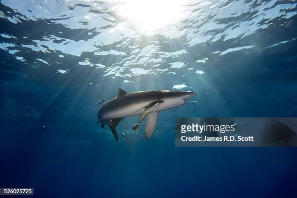 Blue Shark Photos and Premium High Res Pictures - Getty Images