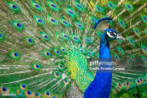 profile portrait of peacock - pavone foto e immagini stock