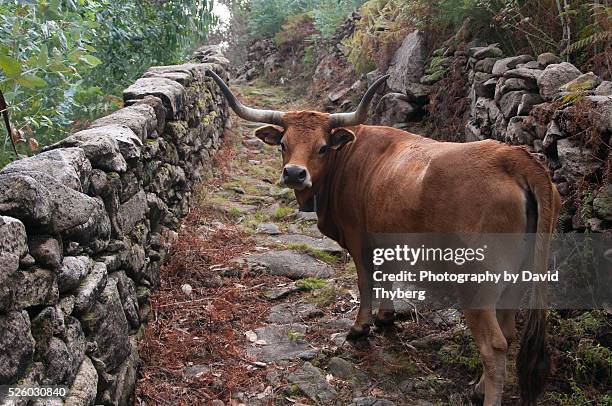 Cattle Blocking Road Photos and Premium High Res Pictures - Getty Images
