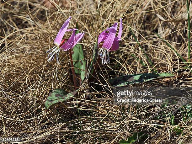 pink flowers of erythronium dens-canis on alpine pasture in the lepontine alps - erythronium dens canis stock pictures, royalty-free photos & images