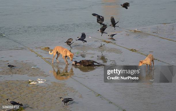Street dogs snatch a dead body of an animal, in Ganges river ,Allahabad on March 1,2016.