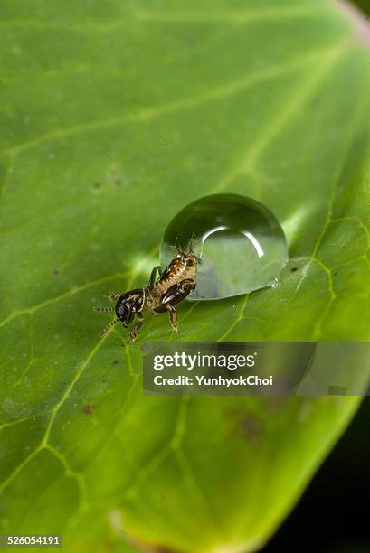 a pygmy mole cricket trapped in a waterdrop - mole cricket stock pictures, royalty-free photos & images