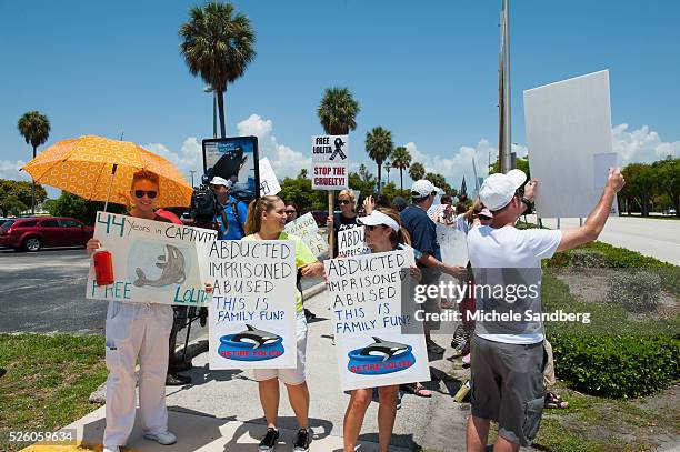 May 9 Protestors line up outside the Seaquarium in the hot afternoon sun supporting Lolita the Whale who lives at the Seaquarium. The size of...