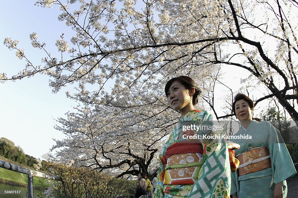 Cherry Blossoms Bloom In Japan