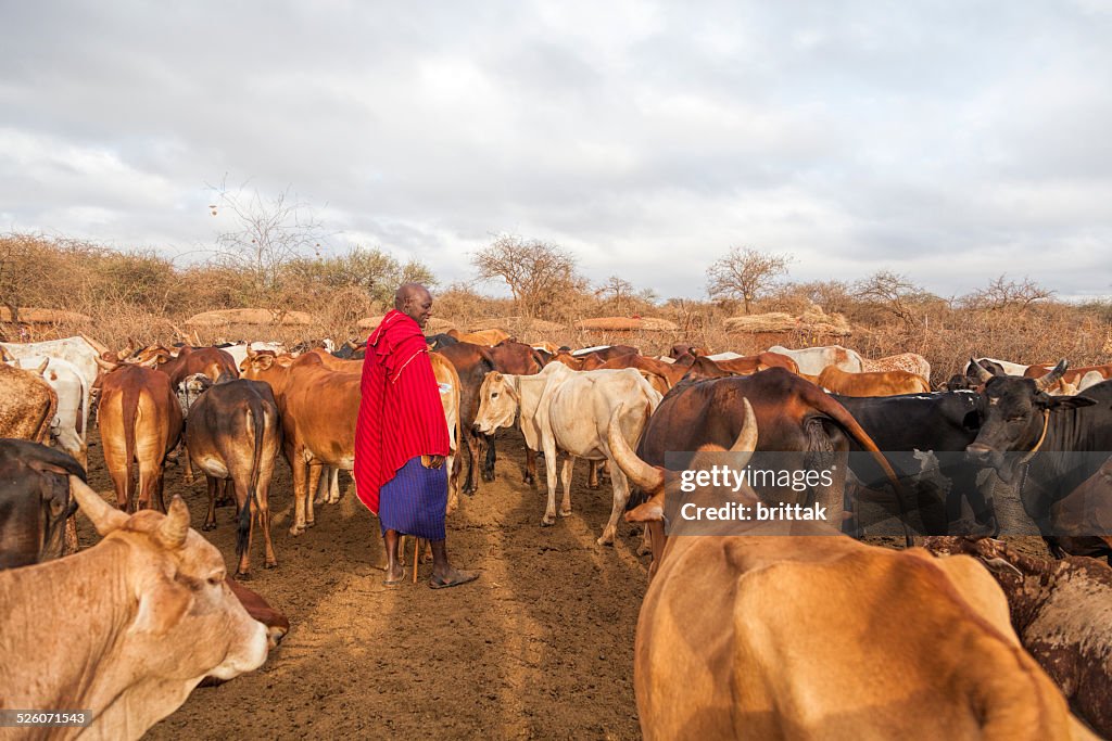 Maasai elder in traditional shuka with his cattle.