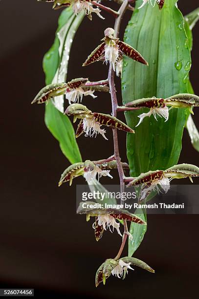 amazon orchid (catasetum) - brasile fotografías e imágenes de stock