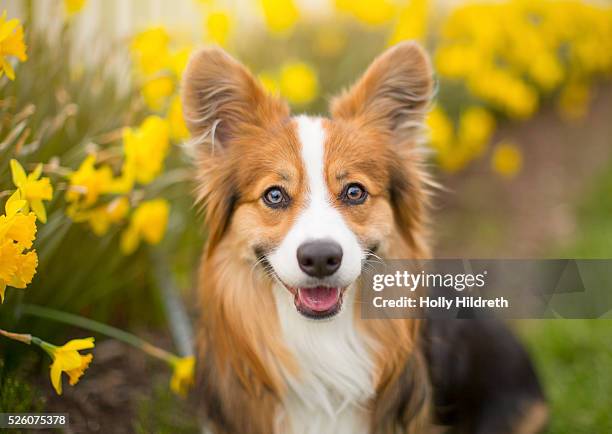 corgi in daffodils - corgi stock pictures, royalty-free photos & images