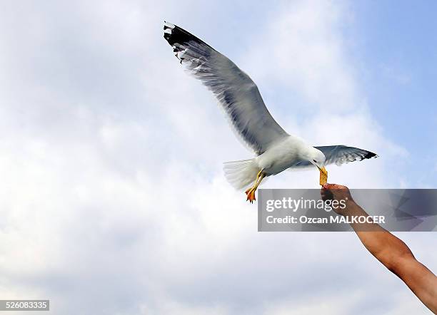 feeding - sky crackers stock pictures, royalty-free photos & images