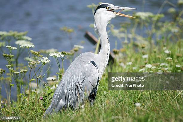 Blue heron is seen breathing excessively trying to comfort himself from the heavy moist air. People are seen enjoying the increasingly warm weather...