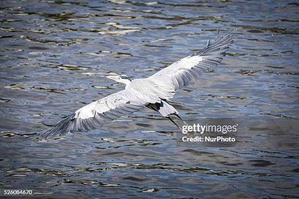 Blue heron is seen breathing excessively trying to comfort himself from the heavy moist air. People are seen enjoying the increasingly warm weather...