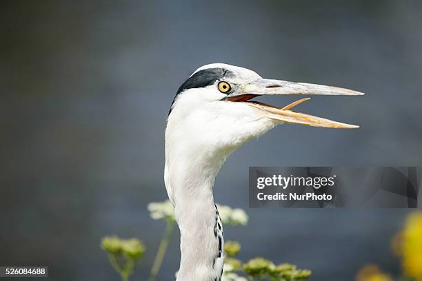 Blue heron is seen breathing excessively trying to comfort himself from the heavy moist air. People are seen enjoying the increasingly warm weather...