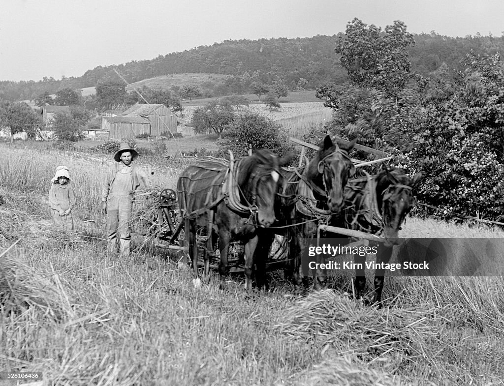 Father and daughter combine a field of wheat with the horse team, ca. 1910