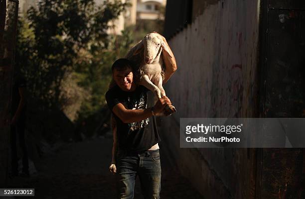 Palestinian carrying a goat in preparation for slaughter in Gaza City on the first day of Eid al-Adha or or the feast of sacrifice on October 4,...