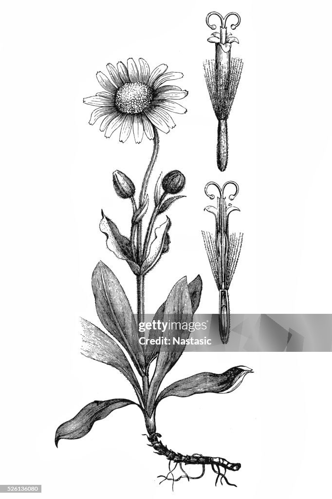 Arnica montana (leopard's bane, wolf's bane)