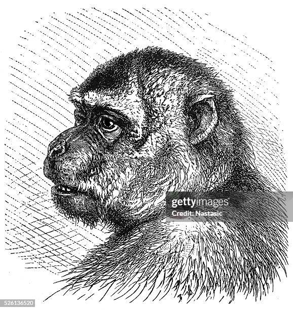 macaque (macacus inuus) - macaque stock illustrations