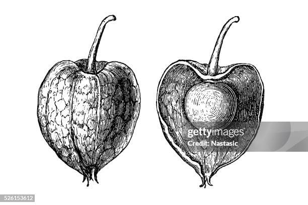 physalis alkekengi (bladder cherry, chinese lantern) - chinese lantern lily 幅插畫檔、美工圖案、卡通及圖標