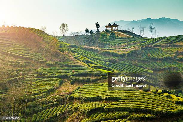 beautiful tea garden,hanzhong,china. - green tea plantation leaves stock-fotos und bilder