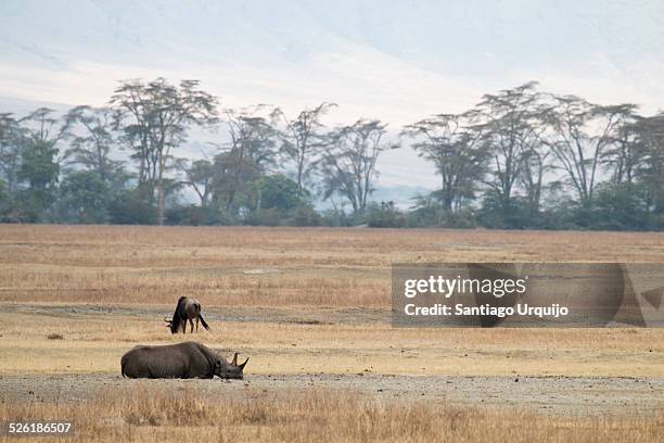 black rhinoceros and wildebeest on the ngorongoro - black wildebeest stock pictures, royalty-free photos & images