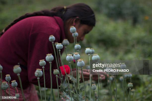 Recent picture of a working in a poppy field in Guerrero State, Mexico. Mexico is being whipped by drug cartels war disputing their local place and...
