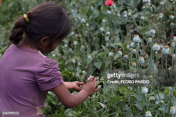 Recent picture of a girl working in a poppy field in Guerrero State, Mexico. Mexico is being whipped by drug cartels war disputing their local place...