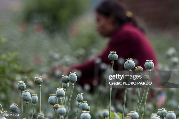 Recent picture of a girl working in a poppy field in Guerrero State, Mexico. Mexico is being whipped by drug cartels war disputing their local place...