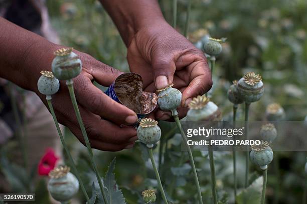 Recent picture of a working in a poppy field in Guerrero State, Mexico. Mexico is being whipped by drug cartels war disputing their local place and...
