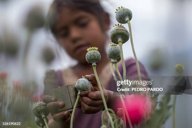 Recent picture of a girl working in a poppy field in Guerrero State, Mexico. Mexico is being whipped by drug cartels war disputing their local place...