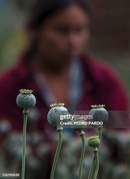 Recent picture of a working in a poppy field in Guerrero State, Mexico. Mexico is being whipped by drug cartels war disputing their local place and...