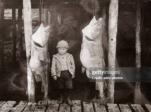 Cod Fish Labrador 200 Whole Cod Fish Stock Photos, High-Res Pictures, and Images - Getty ...