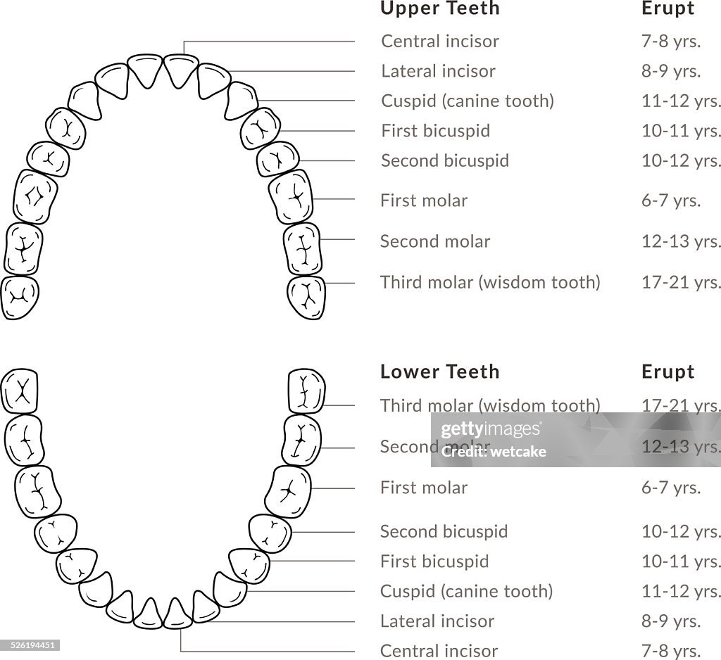 Tooth Map Names Teeth Adult Dental Chart High-Res Vector Graphic - Getty Images
