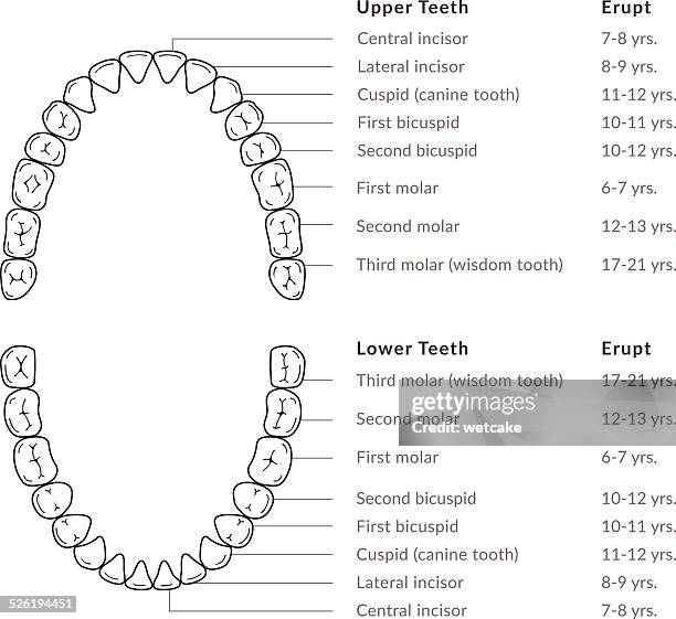 teeth - adult dental chart - human teeth stock illustrations
