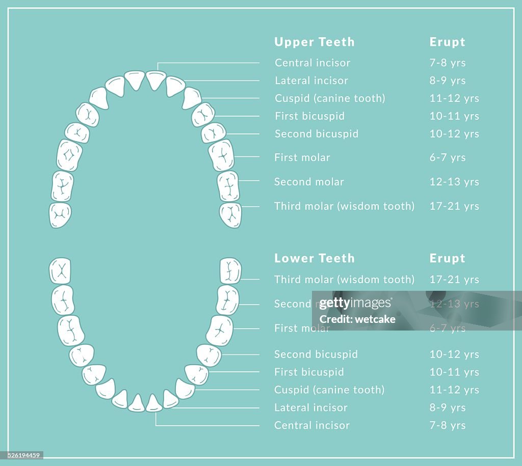 Teeth Chart