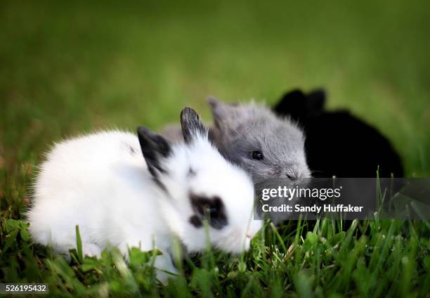 75 Lionhead Rabbit Photos and Premium High Res Pictures - Getty Images 75 Lionhead Rabbit Photos And Premium High Res Pictures - Getty Images