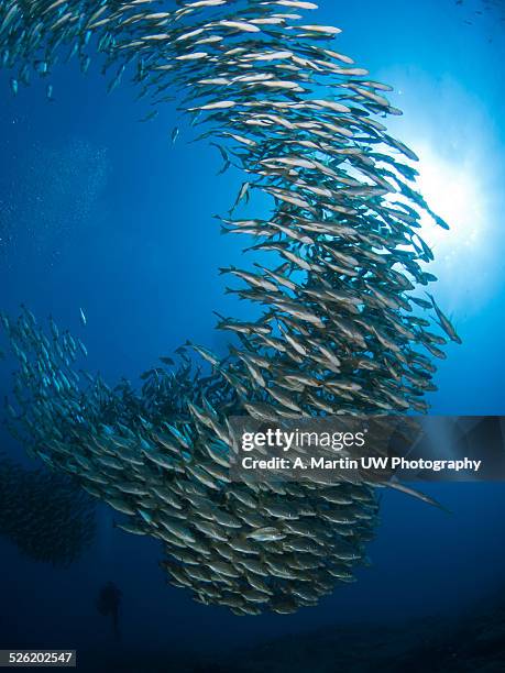 hurricane - school of fish stock pictures, royalty-free photos & images