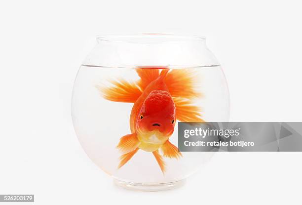 large goldfish in small bowl - karausche stock-fotos und bilder